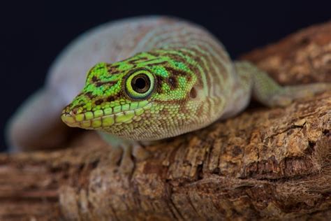 Standings Day Gecko Care Sheet Reptifiles
