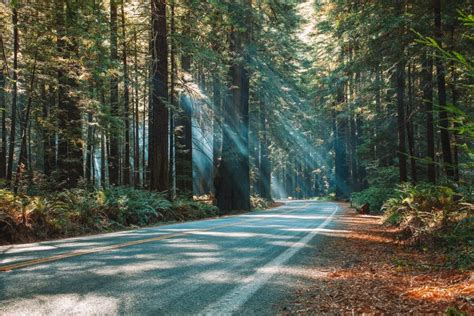 San Francisco To Redwood National Park 2022 Road Trip Guide