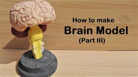 How To Make Brain Stem Model 3d Thermocolstyrofoam Carving Youtube