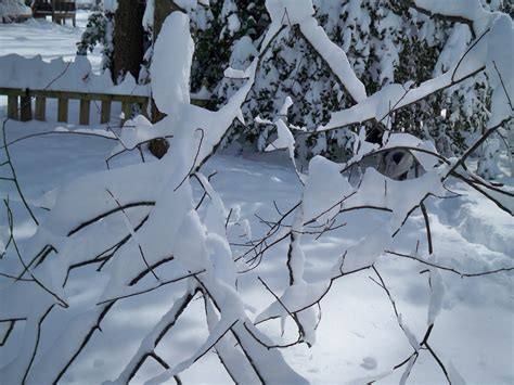 A Walker In The Suburbs January 2011