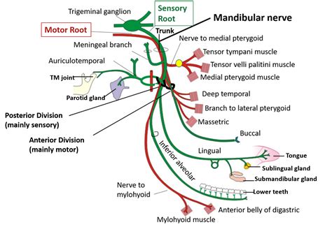 Trigeminal Nerve Anatomy Qa