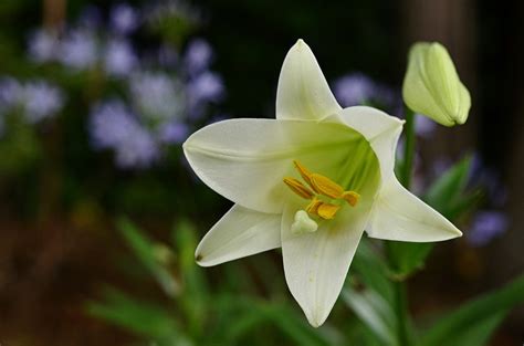 Sending an easter plant gift brightens the holiday and brings your best wishes for a wonderful holiday to life. Common, Everyday Plants You'll Be Shocked Are Toxic - Off ...
