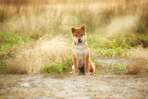 Adorable Young Red Shiba Inu Puppy Dog Lying Outdoor In Grass During
