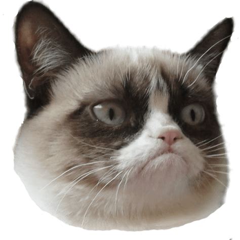 Angry Cat Clipart No Background 10 Free Cliparts