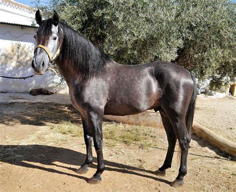 Find the best offers for harley davidson shovelhead for sale uk. Spanish Horses For Sale - Our Mission Is Your Dream Horse