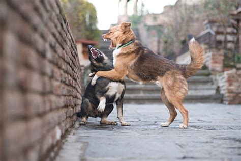 Stray Dogs Fighting On A Street Of Tbilisi Georgia Stock Photo