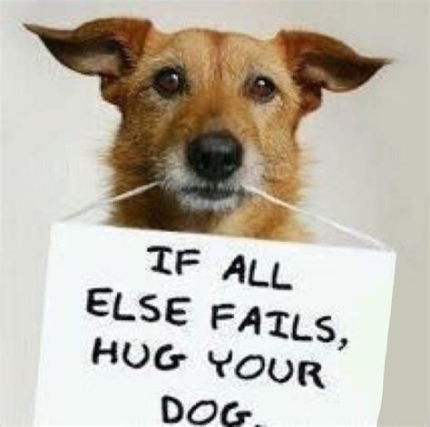 Maybe you would like to learn more about one of these? Yes. Hug your dog(s) | Humor, Funny, Text memes