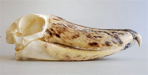 Corvus Corax Raven Skullsite