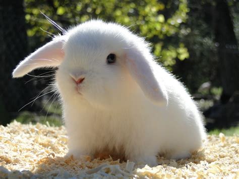 Conejo Conejos Pinterest