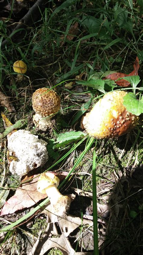 Sw Michigan Mushrooms Mushroom Hunting And