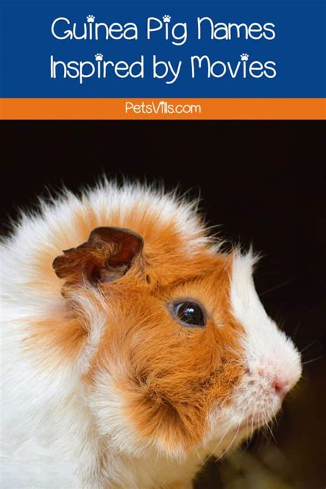 100 Perfect Names For Your Guinea Pig Petsvills