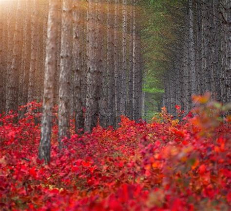 Background Of Pine Forest With Red Stock Image Colourbox