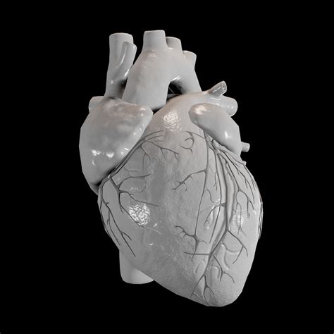 Modelo 3d Corazón Humano Turbosquid 1737445