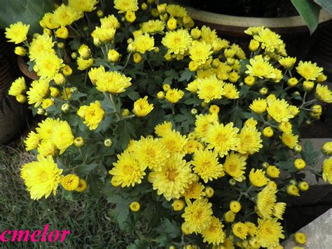 Pengeluaran semula dan transplantasi chrysanthemums. Bunga Kekwa @ Chrysanthenum