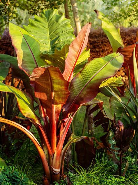 Red Leaf Abyssinian Banana Tree Ensete Ventricosum Urban Tropicals