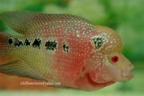 Jenis ini memiliki warna yang lebih beragam dari jenis kamfa tadi, perpaduan warnanya mulai dari merah, kuning, putih hingga coklat. Flowerhorn The Hybrid Cichlids: Louhan Cencu ...