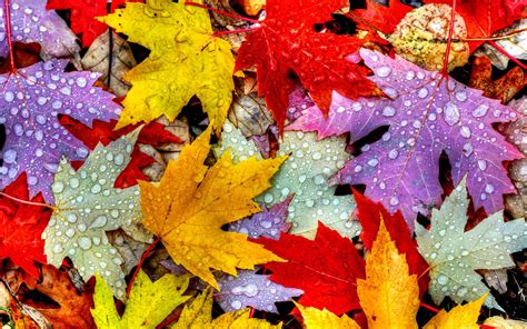 Wet Autumn Leaves Hd Wallpaper Background Image