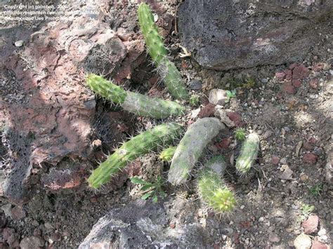 Plantfiles Pictures Hanging Cactus Pitayita Snake Cactus