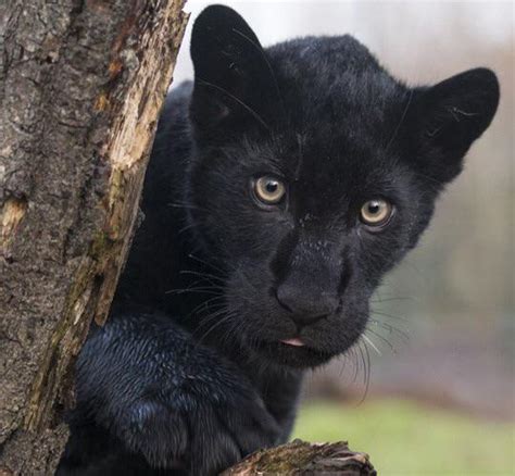 Black Panther Cub Hardcoreaww