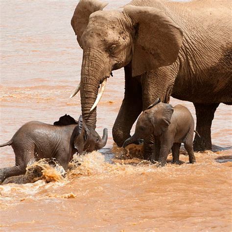 Threats to survival poaching for the ivory trade is the biggest threat to african elephants survival. African Elephant Facts - Elephants For Africa