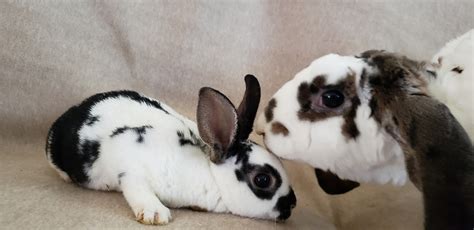 Mini Rex Rabbits For Sale Port St Lucie Fl 288819