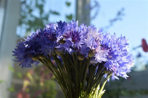 Cute Bouquet With Blue Cornflowers Summer Flowers Stock Image Image