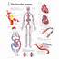Scientific Publishing The Vascular System Chart