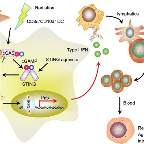 Illustration Of The Sting Mediated Tumor Sensing And T Cell Responses