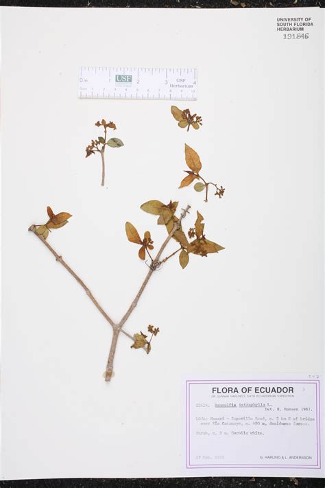 Rauvolfia Tetraphylla Species Page Isb Atlas Of Florida Plants