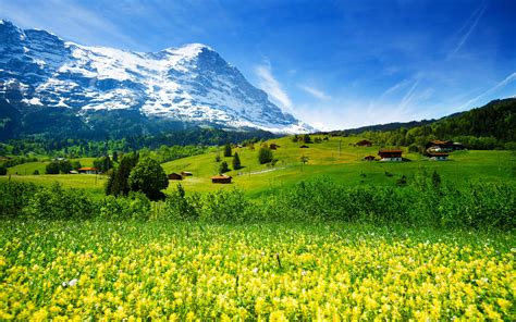 Spring Landscape Nature Switzerland Meadow With Yellow Flowers And
