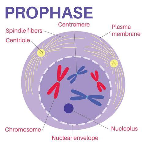 Prophase Is The First Stage Of Cell Division Vector Art At Vecteezy