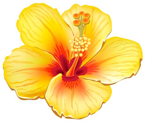 Free Tropical Flower Png Download Free Tropical Flower Png Png Images