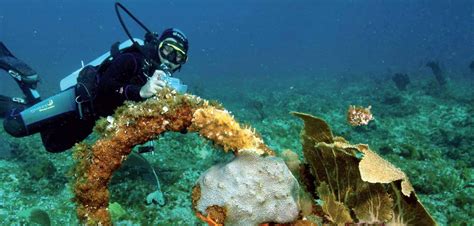 Cuban Coral Reefs And The Great White Threat Cubaplus Magazine For