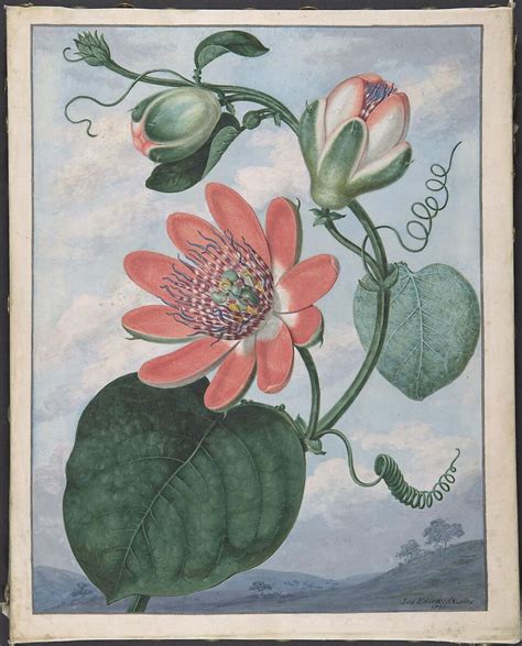 Sydenham Teak Edwards Winged Passionflower Passiflora Alata The