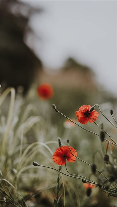 Red Poppies Wildflowers Iphone Wallpapers Free Download