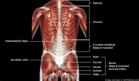 Diagram Of Female Lower Back Muscles Bones Of Female Back Skeletal