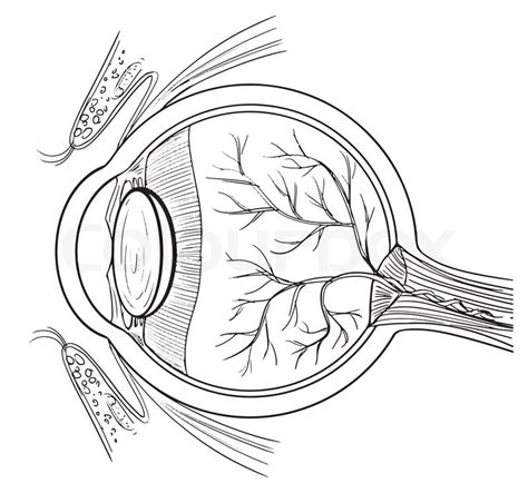 Your eyes will reveal it all if someone has the chance to look in them, many believe. Outline illustration of the human eye anatomy | Stock ...