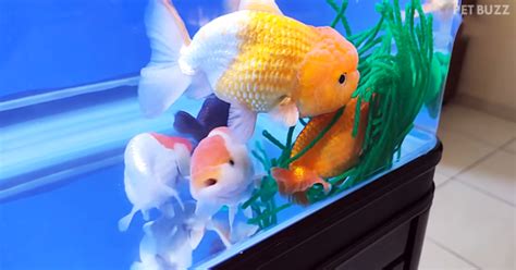 How To Breed Goldfish The Natural Way Pet Buzz