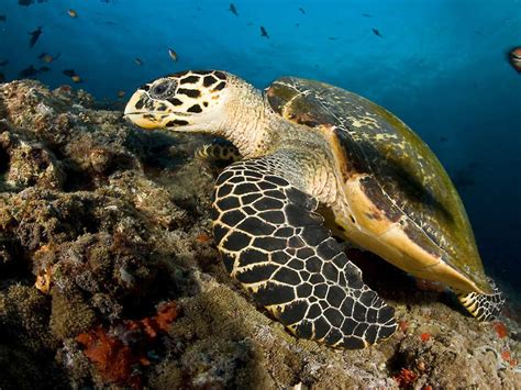 Sea Turtle Maldives Desktop Wallpaper Free Download