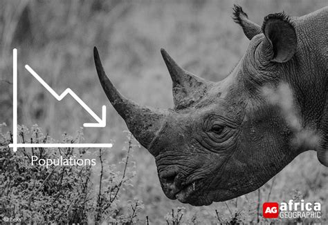 Kruger Rhino Poaching Update 75 Population Reduction In 10 Years