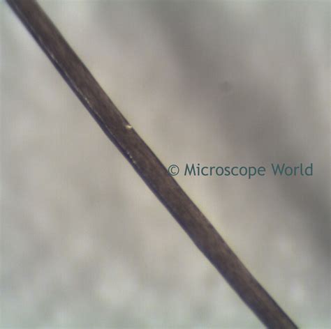 Human Hair Captured Under A Stereo Microscope At 90x