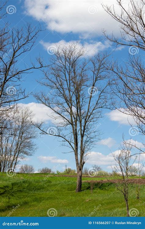 Beautiful Trees Against The Blue Sky And Clouds Stock Image Image Of