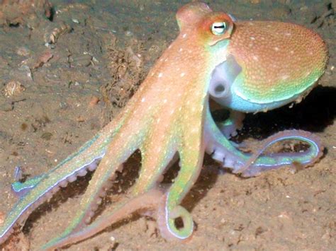 Octopus Marvelous Sea Life Pinterest