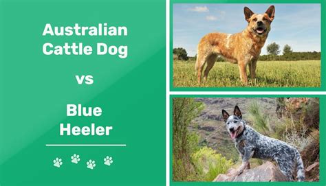Australian Cattle Dog Vs Blue Heeler The Key Differences With