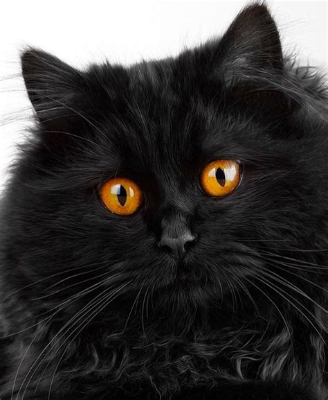 Incredible Black Cat With Golden Eyes Cats Cats Black Beautiful Cats
