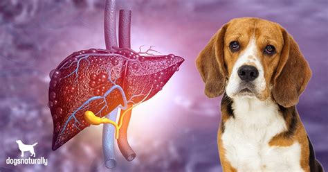 How To Spot The Early Signs Of Liver Disease In Dogs Dogs Naturally