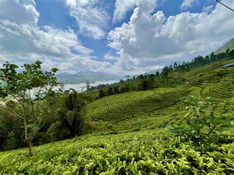 Complete Guide To The Sri Lanka Tea Fields 2024