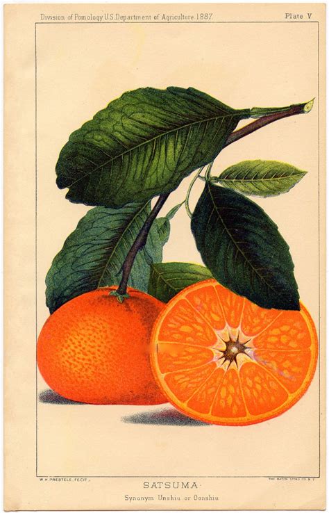 Instant Art Printable Botanical Fruit Oranges The