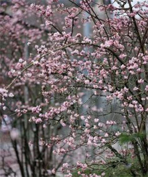 22 Beautiful Winter Flowers That Survive And Bloom In The Cold Winter