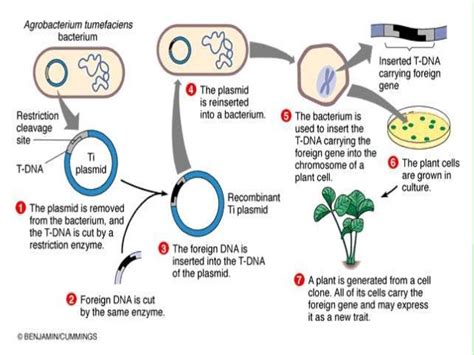 The introduction of a transgene, in a process known as transgenesis, has the potential to change the phenotype of an organism. genetic engineering